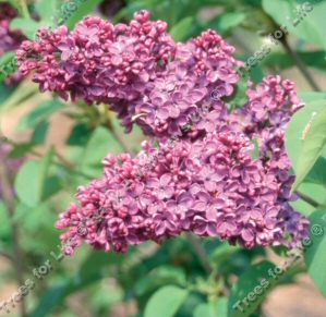 Syringa Vulgaris Souvenir De Louis Spaeth Tree / shrub **FREE UK MAINLAND DELIVERY + FREE 100% TREE WARRANTY**