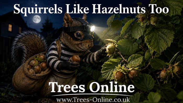 Squirrel stealing hazelnuts from a hazel bush at night