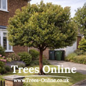 strawberry tree Arbutus Unedo planted in a front garden
