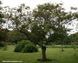 White Autumn Cherry Tree, Prunus x subhirtella Autumnalis **FREE UK MAINLAND DELIVERY + FREE 100% TREE WARRANTY**