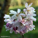 DELIVERED SEPTEMBER 2022 White Autumn Cherry Tree(Prunus x subhirtella Autumnalis) Supplied height 1.2 to 2.5m in a 7-15 litre container**FREE UK MAINLAND DELIVERY + FREE 100% TREE WARRANTY**