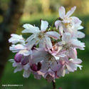 White Autumn Cherry Tree, Prunus x subhirtella Autumnalis **FREE UK MAINLAND DELIVERY + FREE 100% TREE WARRANTY**