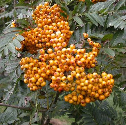 DELIVERED SEPTEMBER 2022 Sunshine Mountain Ash or Rowan Tree (Sorbus Sunshine) Supplied height 150 - 200cm in a 7- 12 litre container **FREE UK MAINLAND DELIVERY + FREE 100% TREE WARRANTY**