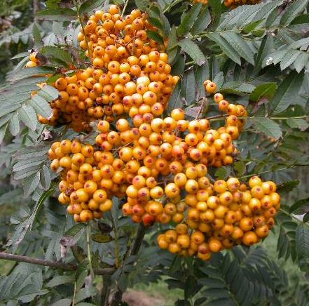 Sunshine Mountain Ash or Rowan Tree (Sorbus Sunshine)  **FREE UK MAINLAND DELIVERY + FREE 100% TREE WARRANTY**