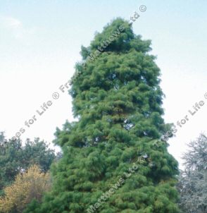 Swamp Cypress Tree Taxodium Distichum