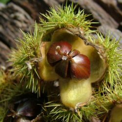 <font color="red">DELIVERED SEPTEMBER 2024</font> Sweet Chestnut Tree (Castanea sativa) 20-60cm Trees EDIBLE **FREE UK MAINLAND DELIVERY + FREE 100% TREE WARRANTY**