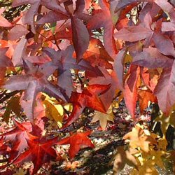 Worplesdon Sweet Gum Tree Liquidambar Styraciflua Worplesdon **FREE UK MAINLAND DELIVERY + FREE 100% TREE WARRANTY**