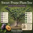 Sweet prune bush all sales benefits