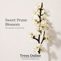 Sweet prune blossoms at spring time.