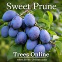 Sweet prune mature fruits on the branch
