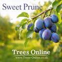 Sweet prune mature fruits on the branch.