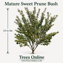 Sweet prune mature tree expected height