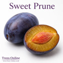 Sweet prune half fruit studio shot
