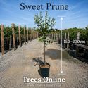 Sweet prune supplied height in a 12L pot