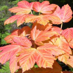 Brilliantissimum Sycamore Tree or Shrimp Leaved Sycamore. **PRICE INCLUDES FREE UK MAINLAND DELIVERY**