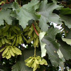 Sycamore Tree (Acer pseudoplatanus) 20 - 40cm Trees **FREE UK MAINLAND DELIVERY + FREE 100% TREE WARRANTY**