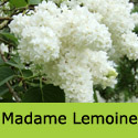 Syringa vulgaris Madame Lemoine flowers
