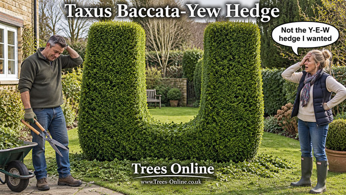 Common Yew hedge plants – Taxus baccata hedging
