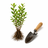 Thinking of planting a hedge guide