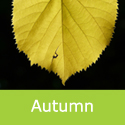 Large Leaved Lime Tilia Platyphyllos Autumn Leaf