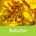 Large Leaved Lime Tilia Platyphyllos Autumn Fruits