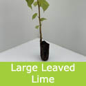 Large Leaved Lime Tilia Platyphyllos Cell Grown Tree