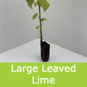 Large Leaved Lime Tilia Platyphyllos 15-40cm Trees**FREE UK MAINLAND DELIVERY + FREE 100% TREE WARRANTY**