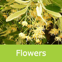 Large Leaved Lime Tilia Platyphyllos Flowers