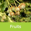 Large Leaved Lime Tilia Platyphyllos Fruits