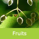 Large Leaved Lime Tilia Platyphyllos Fruits