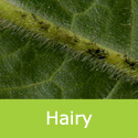 Large Leaved Lime Tilia Platyphyllos Hairy Underside