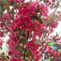 Mature Royalty Crab Apple Tree AWARD + SMALL + PURPLE LEAVES + DISEASE RESISTANT + RED FLOWERS **FREE UK MAINLAND DELIVERY + FREE 100% TREE WARRANTY**