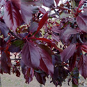 Bare Root Royalty Crab Apple Tree (4) 125+cm, 2+ years old, AWARD + SMALL + PURPLE LEAVES + DISEASE RESISTANT + RED FLOWERS **FREE UK MAINLAND DELIVERY + FREE 100% TREE WARRANTY**