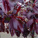 Bare root Malus Royalty crab apple leaves