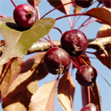 Bare root Malus Royalty crab apple fruits