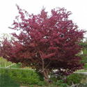 Mature Royalty Crab Apple Tree AWARD + SMALL + PURPLE LEAVES + DISEASE RESISTANT + RED FLOWERS **FREE UK MAINLAND DELIVERY + FREE 100% TREE WARRANTY**