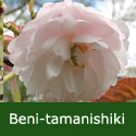DELIVERED SEPTEMBER 2022 Spring Snow (Beni-tamanishiki) Japanese Flowering Cherry Tree 1.25-1.75m, 12L Pot, SMALL TREE + AUTUMN COLOURS **FREE UK MAINLAND DELIVERY + FREE 100% TREE WARRANTY**