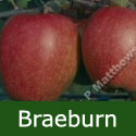 bare root Braeburn eating apple tree