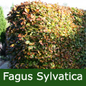 Common Beech Hedging Tree, Fagus Sylvatica 20-60cm Trees, AWARD + SHADE + EXPOSED SITES + POPULAR + SEMI-EVERGREEN + WINDBREAK + NATIVE + PARK TREE **FREE UK MAINLAND DELIVERY + FREE 100% WARRANTY**