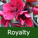 Mature Royalty Crab Apple Tree AWARD + SMALL + PURPLE LEAVES + DISEASE RESISTANT + RED FLOWERS **FREE UK MAINLAND DELIVERY + FREE 100% TREE WARRANTY**