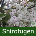 Mature Shirofugen Japanese Flowering Cherry Tree Fast Growing, Late And Long Growing, Award.  **FREE UK MAINLAND DELIVERY + FREE 100% TREE WARRANTY**