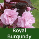 Bare Root Flowering Cherry Royal Burgundy Tree, 125+ cm, MEDIUM + PURPLE LEAVES + ATTRACTIVE BARK **FREE UK MAINLAND DELIVERY + FREE 100% TREE WARRANTY**