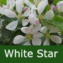 White Star Crab Apple Tree (Malus `White Star`)  1.5-2.0 m, 12 L Pot, FAST GROWING + FRAGRANT + LOW MAINTENANCE + DISEASE RESISTANT **FREE UK MAINLAND DELIVERY + FREE 100% TREE WARRANTY**