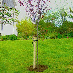 Tree Stake and Expandable Tie (SPECIAL PRICE WHEN SOLD WITH A 1m+ TREE)