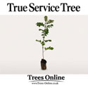 True Service Tree – Sorbus Domestica Saplings