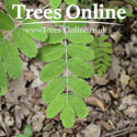 True Service Tree – Sorbus Domestica Saplings