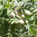 True Service Tree – Sorbus Domestica Saplings