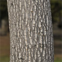 Liriodendron tulipifera bark