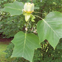 Liriodendron tulipifera leaf