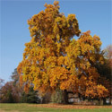 Liriodendron tulipifera mature tree